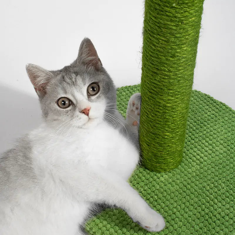 Cat Interactive Scratching Post